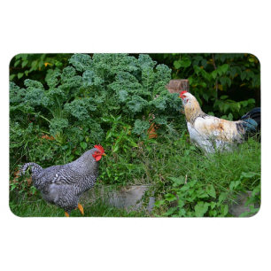 Imán del pollo