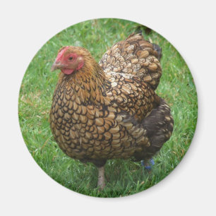 Imán del pollo
