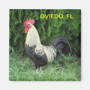 IMÁN DEL POLLUELO DE OVIEDO