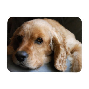 Imán del premio de cocker spaniel