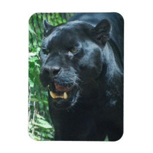 Imán del premio del gato de pantera negra