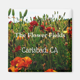Imán del recuerdo, campos de flor, Carlsbad, CA