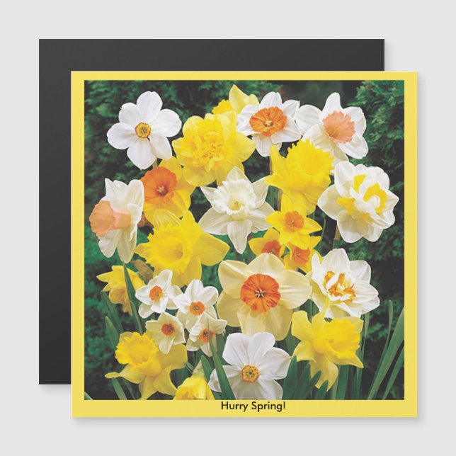 Imán del refrigerador Daffodil de Primavera de Apu (Anverso/Reverso)