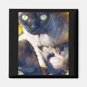 Imán del refrigerador de Devon Rex
