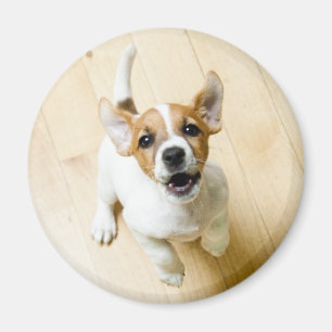 Imán del refrigerador de Jack Russel Terrier