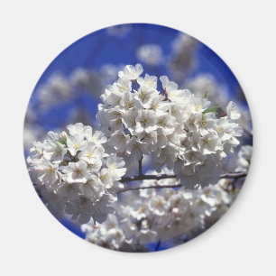 imán del refrigerador de las flores de cerezo