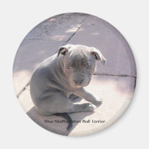 Imán del refrigerador de Staffordshire azul bull
