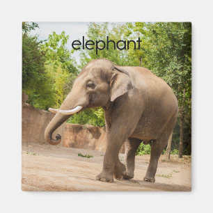 Imán del refrigerador del elefante