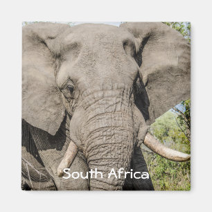 Imán del refrigerador del elefante - Suráfrica
