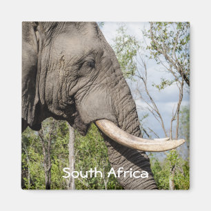 Imán del refrigerador del elefante - Suráfrica