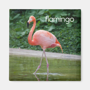 Imán del refrigerador del flamenco