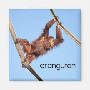 Imán del refrigerador del orangután