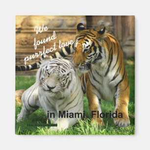 Imán del refrigerador del tigre del amor de Miami