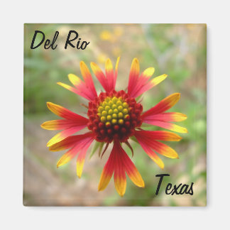 Imán Del Rio Texas imnet blanketflower wildflower texti