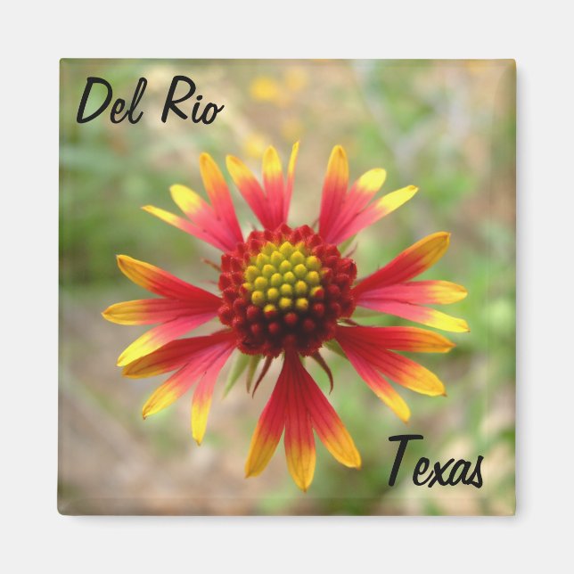Imán Del Rio Texas imnet blanketflower wildflower texti (Frente)