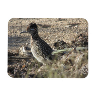 Imán del Roadrunner