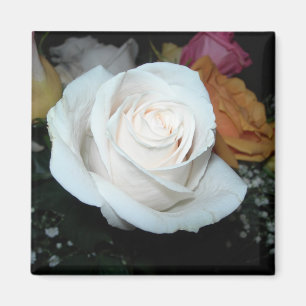 imán del rosa blanco