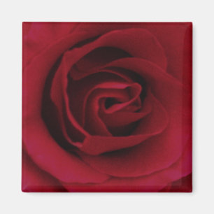 Imán del rosa rojo