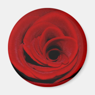 Imán del rosa rojo