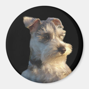 Imán del Schnauzer miniatura
