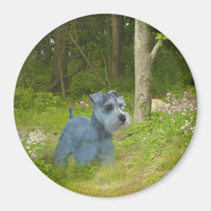 Imán del Schnauzer miniatura