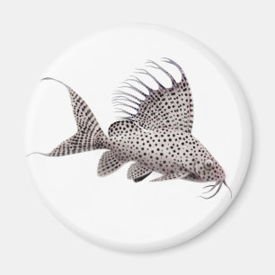 Imán del siluro del eupterus de Synodontis