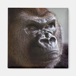 Imán del Silverback del gorila