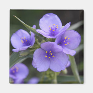 Imán del Spiderwort