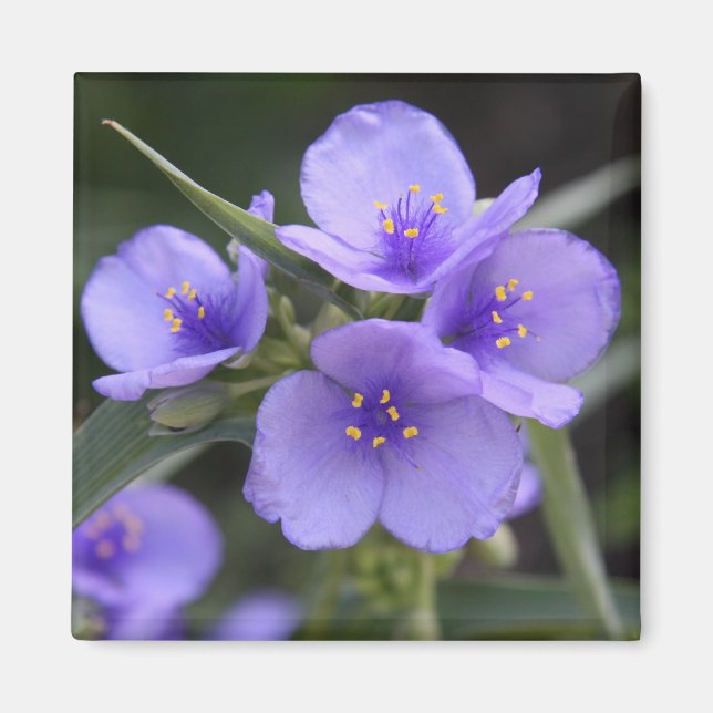 Imán del Spiderwort (Frente)