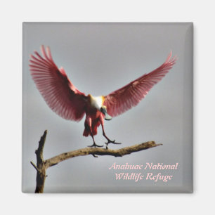 Imán del Spoonbill rosado