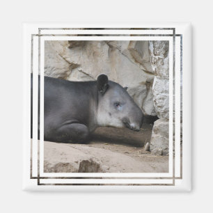 Imán del Tapir de Baird
