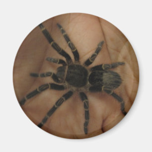 Imán del Tarantula