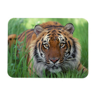Imán del tigre