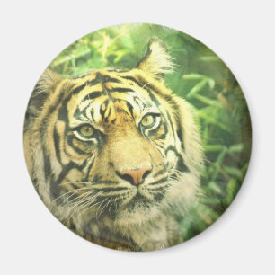 Imán del tigre siberiano