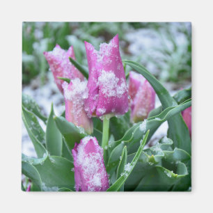 Imán del tulipán de la primavera