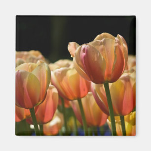 Imán del tulipán del albaricoque