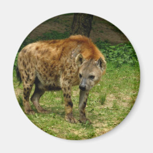 Imán del vagabundeo del Hyena