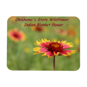 Imán del Wildflower del estado de Oklahoma