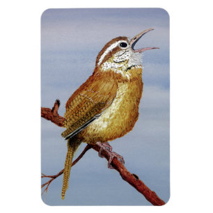 Imán del Wren de Carolina