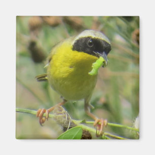 Imán del Yellowthroat