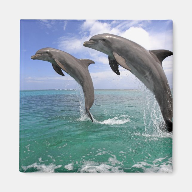 Imán Delfin (Frente)