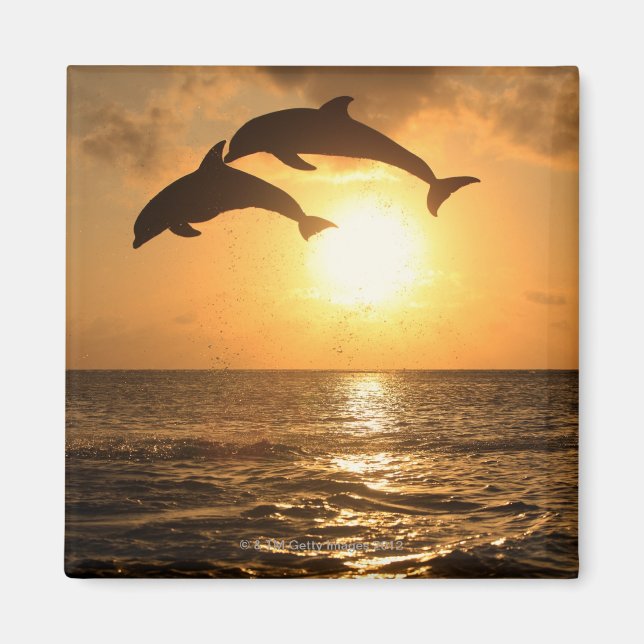 Imán Delfin, Delphin, Tuemmler Grosser, Tursiops (Frente)