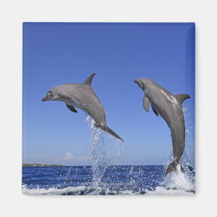 Imán Delfin, Delphin, un Tuemmler más grueso, Tursiops