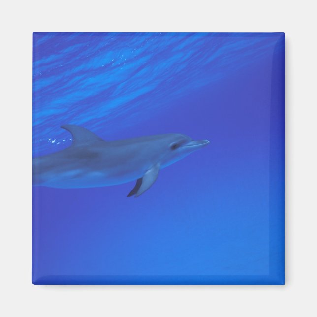 Imán Delfín localizado en el Caribe, Bahamas (Frente)