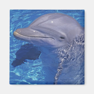 Imán Delfín Mular, Tursiops Truncatus