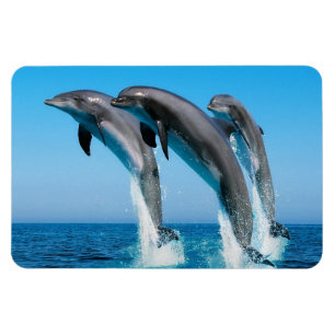 Imán Delfines