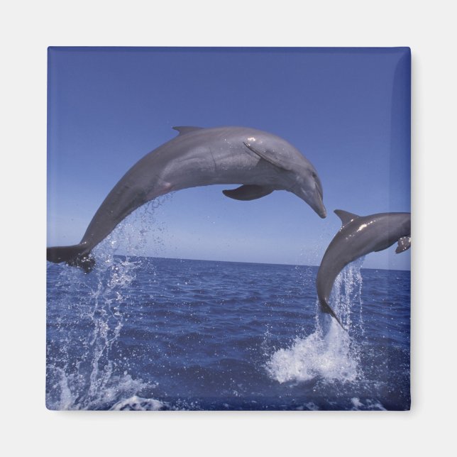 Imán delfines de bottlenose del Caribe (Frente)