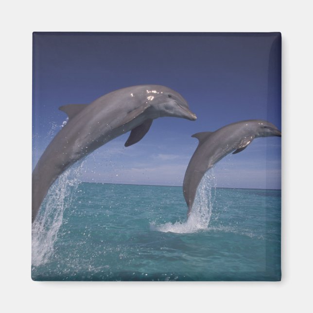 Imán delfines del Caribe, Tursiops (Frente)