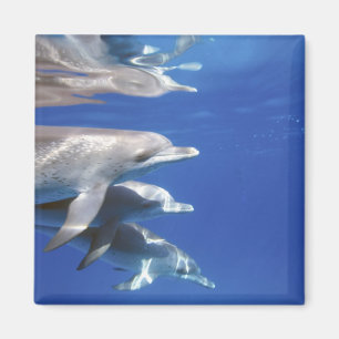 Imán delfines manchados del Atlántico. Bimini, Bahamas