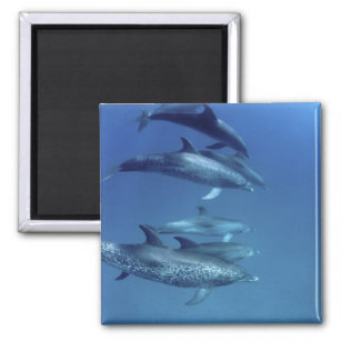 Imán Delfines manchados en el Atlántico. Bimini, Bahama